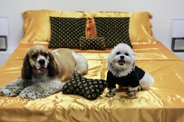 Chewy-Vuitton-Gold-Dog-Suite-3