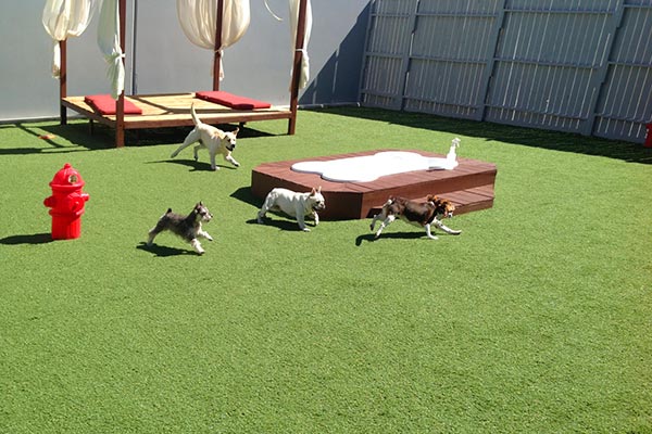 Cat Boarding With Outdoor Play Area 51